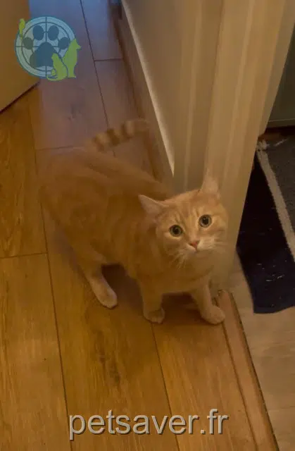 chat lost   45000 Orléans Garfield