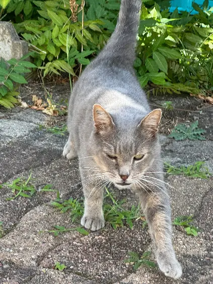 Chat Perdu 45 Loiret Orléans - Grisou Chat Perdu 45 Loiret Orléans - Grisou