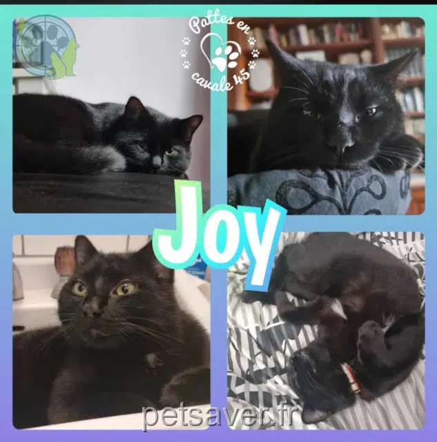 cat lost 45000 Orléans Joy cat lost 45000 Orléans Joy