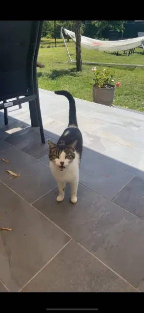 chat lost    Orléans Loustik