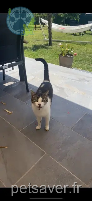 kater vermist Orléans Loustik kater lost Orléans Loustik