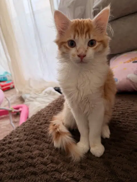 chat lost    Orléans Milou