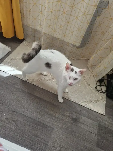 chat lost    Orléans Minou