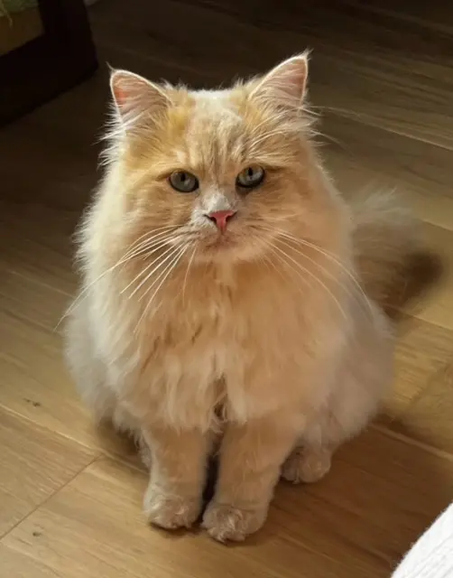 chat lost    Orléans Moka