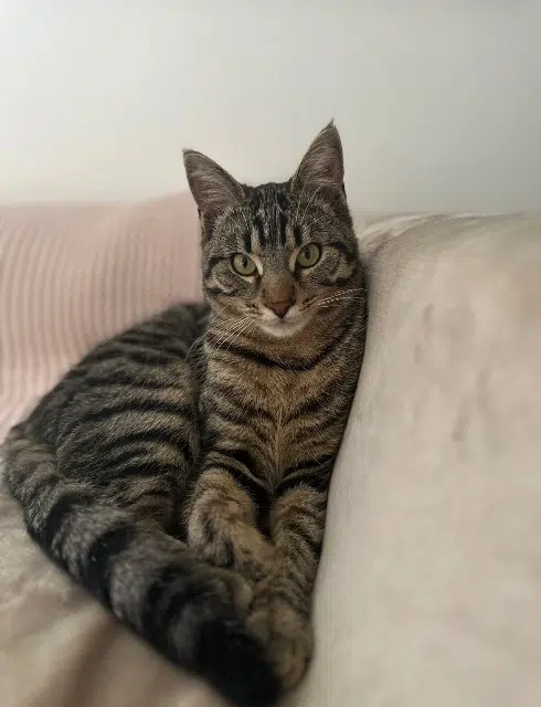 chat lost    Orléans Nino