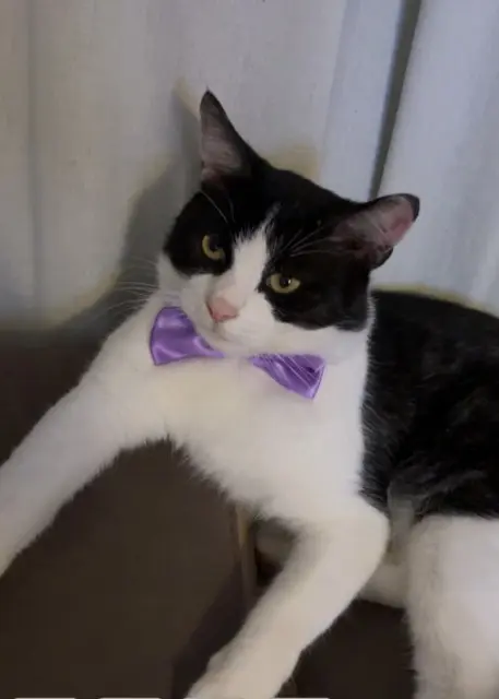 chat lost    Orléans Oreo