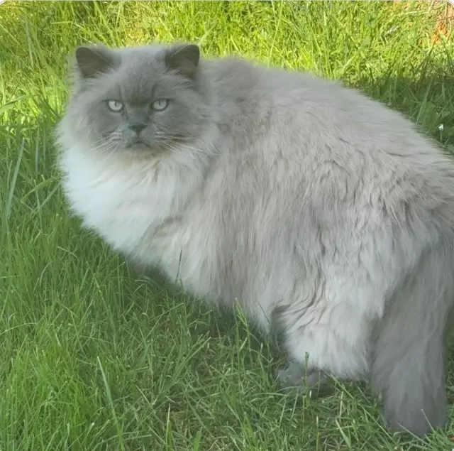 chat lost    Orléans OWEN