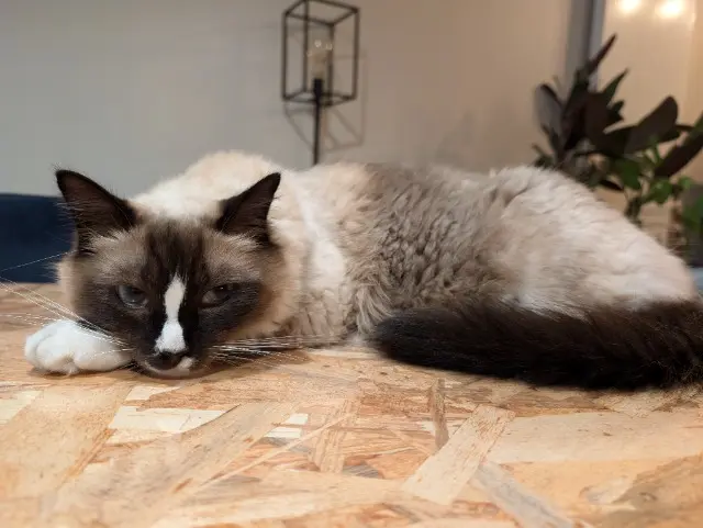 chat lost    Orléans Pastel