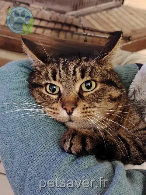 cat lost   45000 Orléans Sky