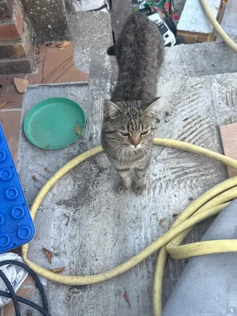 chat lost    Orléans Tom