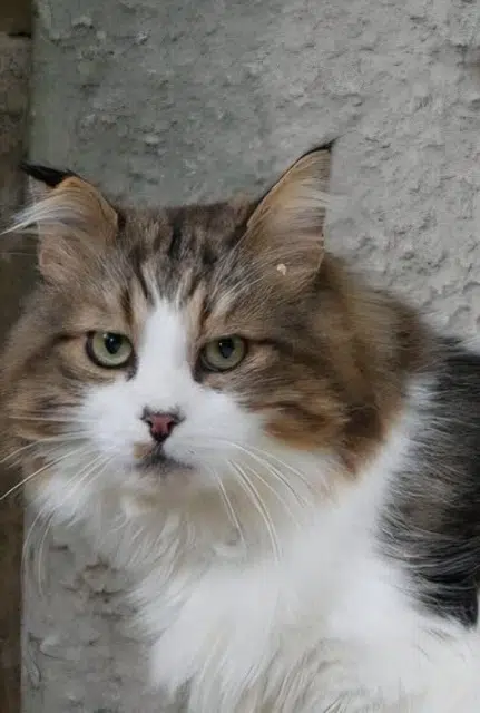 chat lost    Orléans Touffu