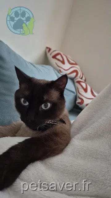 gatto lost   45000 Orléans Toulouse