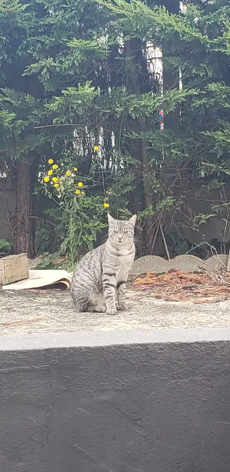 Chat Perdu 45 Loiret - Pa Chat Perdu 45 Loiret - Pa