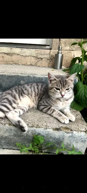 chat lost   45300 Pithiviers Pacha