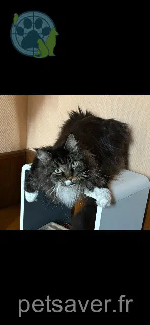 cat lost   45700 Montcresson Paddle