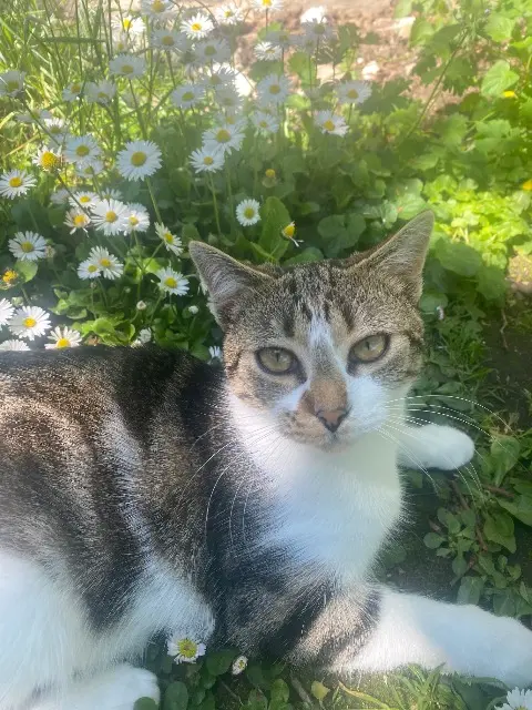 chat lost   45200 Montargis Pixie