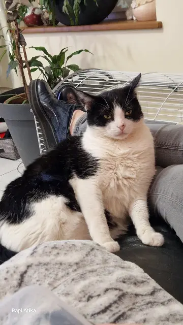 chat lost   45260 Lorris Pompon