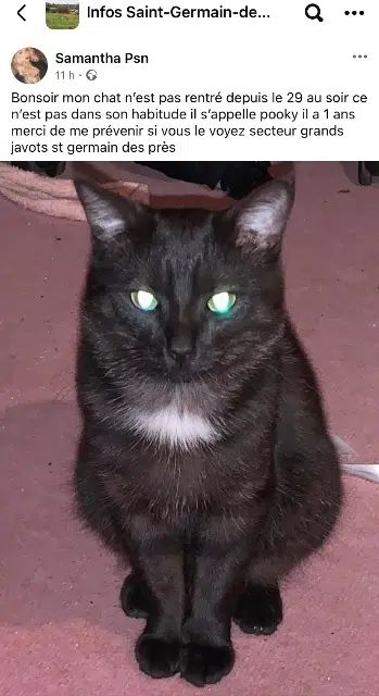 chat lost   45220 Saint-Germain-des-Prés Pooky