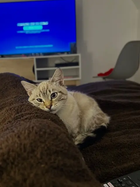 chat lost   45360 Châtillon-sur-Loire Pope