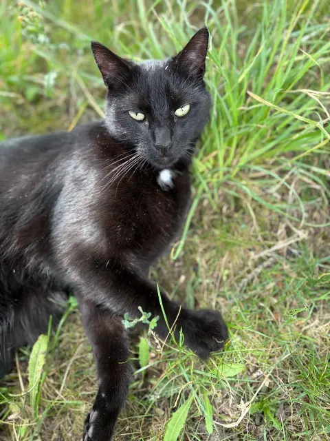 chat lost   45430 Chécy Rajah