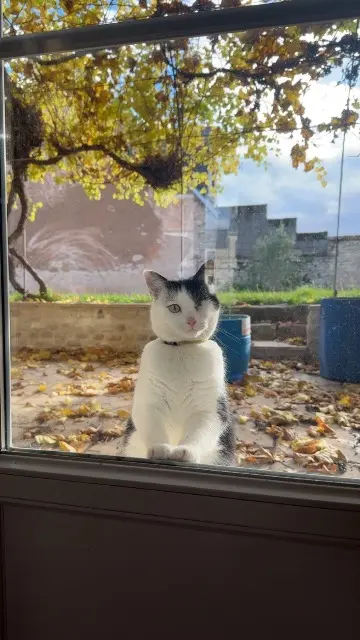 chat lost   45300 Boynes Raven