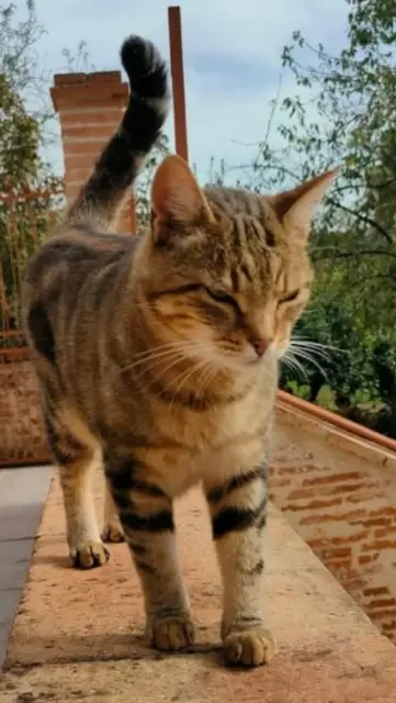 chat lost   45430 Bou Roméo