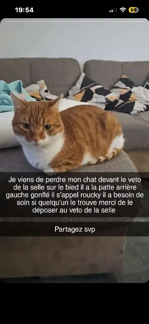 chat lost   45210 La Selle-sur-le-Bied Roucky