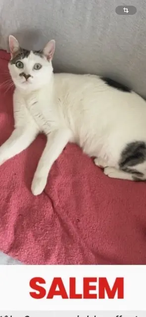 chat lost   45560 Saint-Denis-en-Val Salem