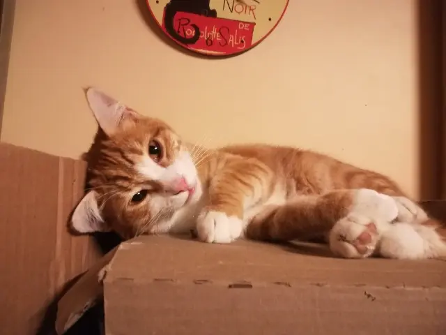 gato perdido 45410 Artenay samuel gato lost 45410 Artenay samuel