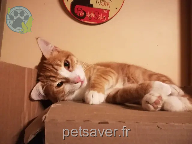 kater vermist 45410 Artenay samuel kater lost 45410 Artenay samuel