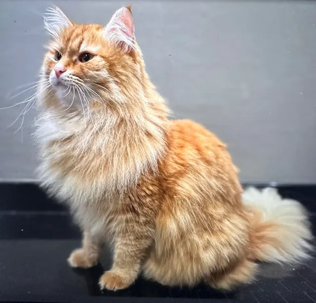 cat lost 45130 Huisseau-sur-Mauves Silvestre cat lost 45130 Huisseau-sur-Mauves Silvestre
