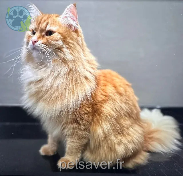 chat perdu 45130 Huisseau-sur-Mauves Silvestre chat lost 45130 Huisseau-sur-Mauves Silvestre