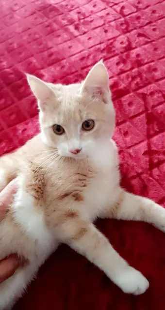 chat lost   45150 Jargeau STICH