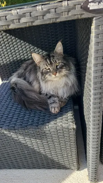 chat lost   45510 Tigy Taizen