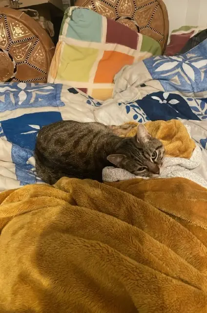 chat lost   45680 Dordives Tarba