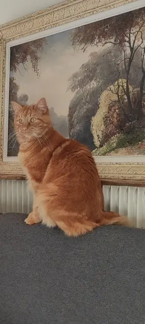 chat lost   45700 Pannes Thyam