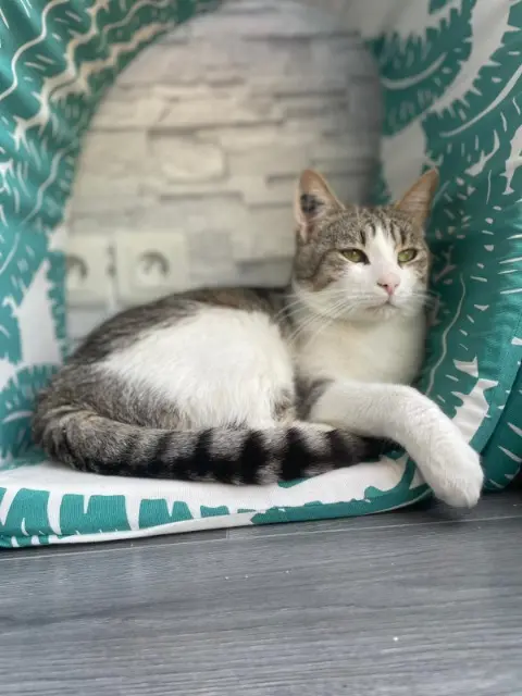 chat lost   45770 Saran Tigirs