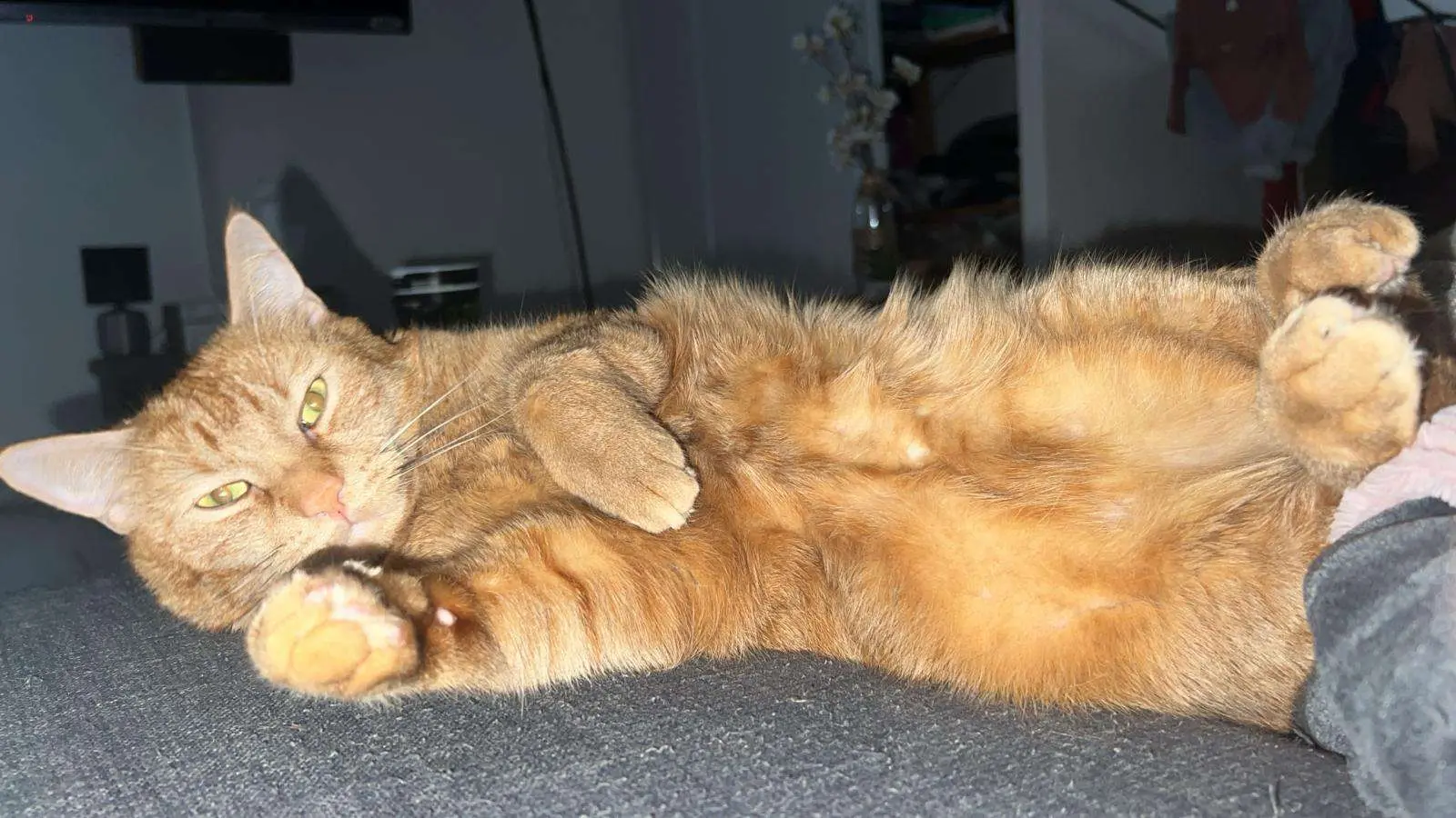 chat lost   45320 Courtenay Tigrou
