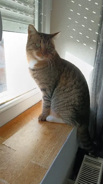 chat lost   45190 Villorceau Titi