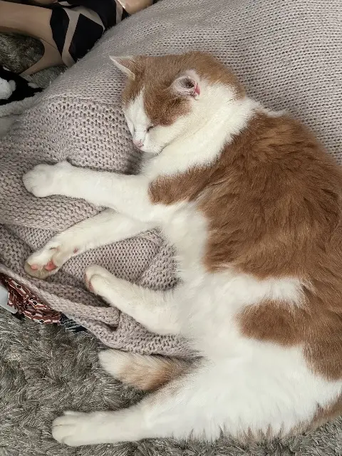 chat lost   45590 Saint-Cyr-en-Val TOMMY