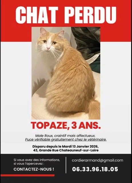 chat lost   45110 Châteauneuf-sur-Loire Topaze