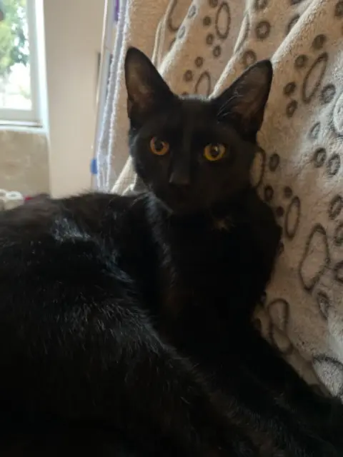 chat lost   45310 Patay Volt