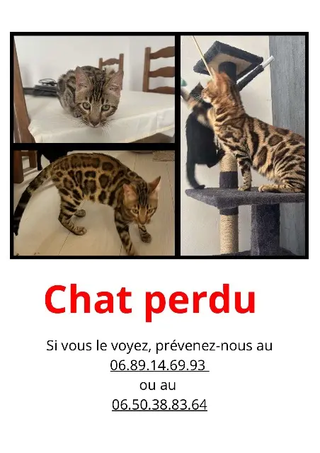 kater vermist 45120 Cepoy Willy kater lost 45120 Cepoy Willy