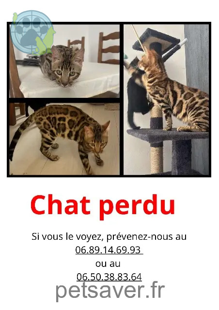 chat perdu 45120 Cepoy Willy chat lost 45120 Cepoy Willy