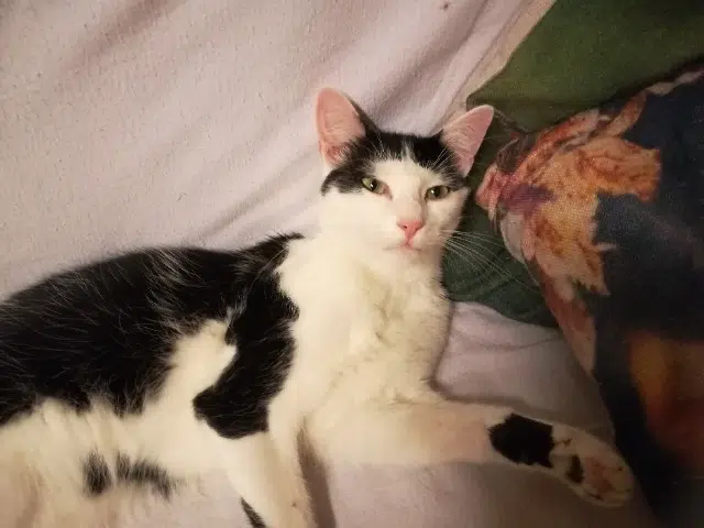 chat lost   45410 Artenay Yeshua