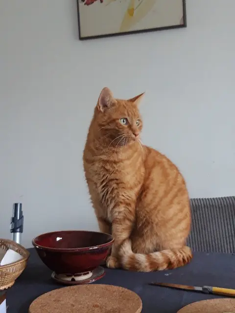 chat lost   45380 Chaingy Yoda