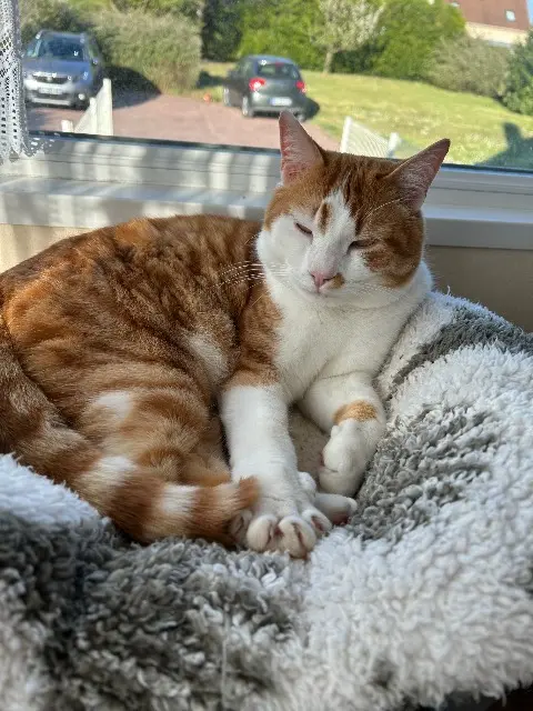 chat lost   45150 Jargeau Youki