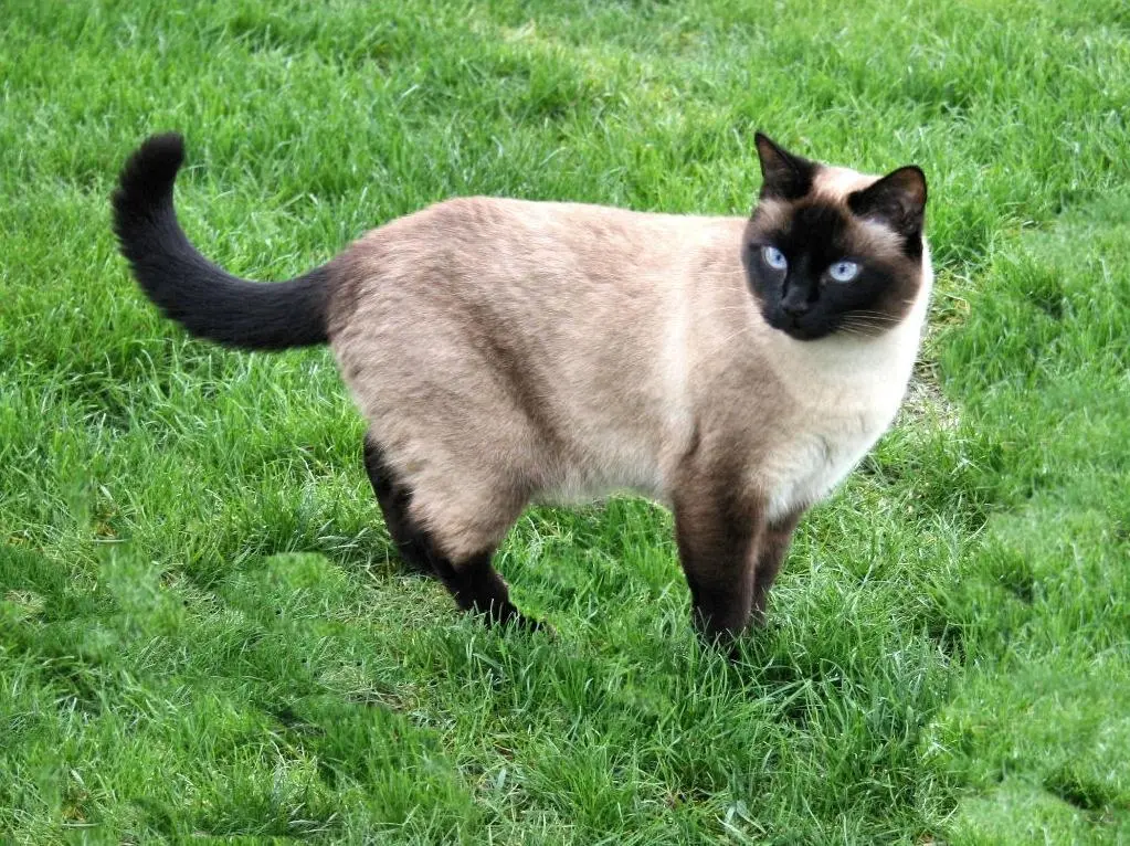 chat lost 62 Rue Nationale 45140 Ingré Yuki