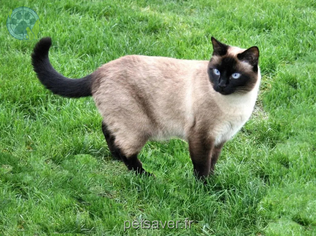 gato perdido 62 Rue Nationale 45140 Ingré Yuki gato lost 62 Rue Nationale 45140 Ingré Yuki