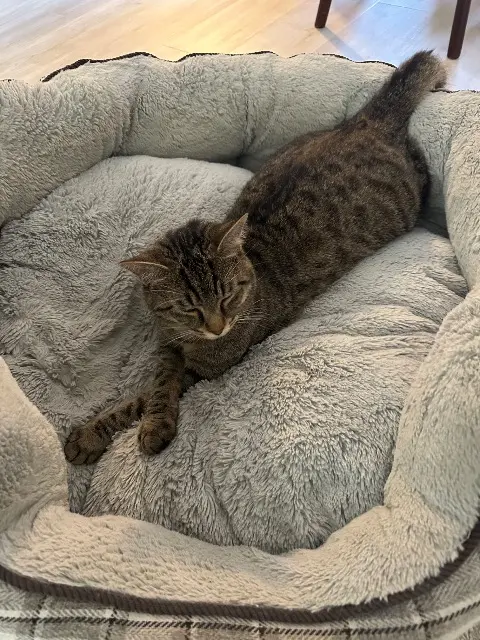 chat lost   45160 Olivet Zazou